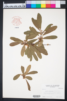 Sideroxylon lanuginosum image