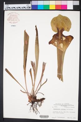Sarracenia sledgei image