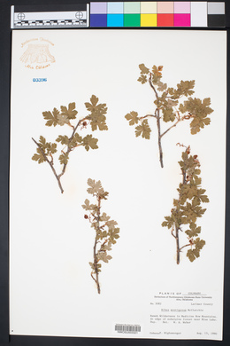 Ribes montigenum image