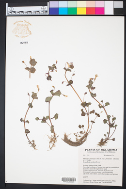 Erythranthe glabrata image