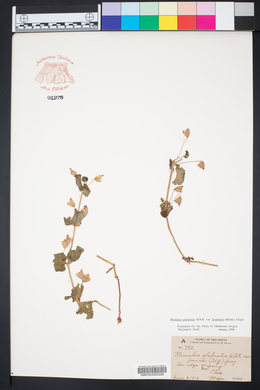 Erythranthe geyeri image