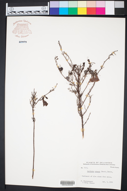 Agalinis aspera image