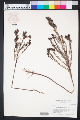 Gerardia fasciculata image