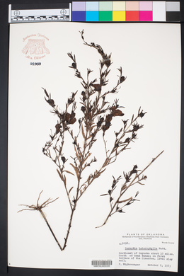 Gerardia heterophylla image