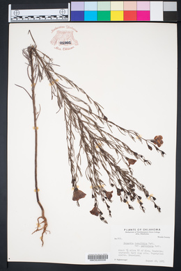Agalinis tenuifolia var. parviflora image