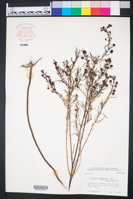 Agalinis tenuifolia var. parviflora image