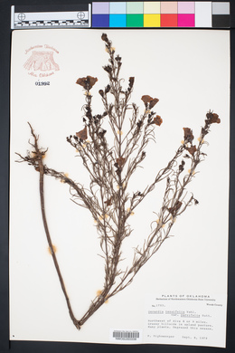 Agalinis tenuifolia var. parviflora image