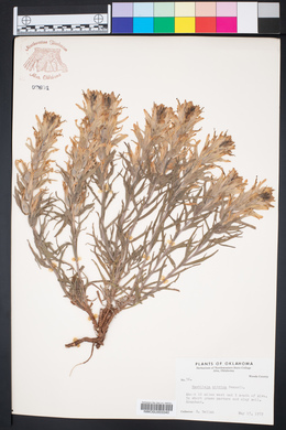Castilleja citrina image