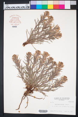 Castilleja citrina image