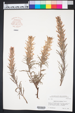 Castilleja citrina image