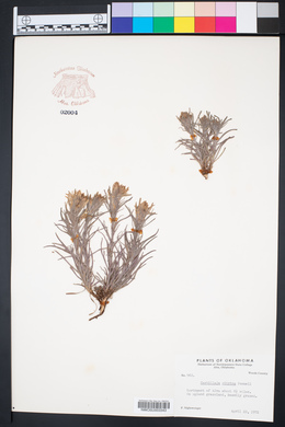 Castilleja citrina image