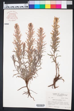 Castilleja citrina image