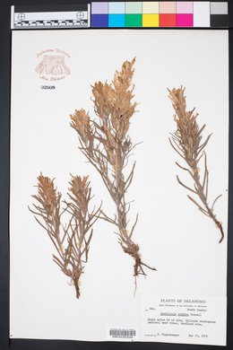 Castilleja citrina image