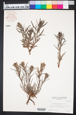 Castilleja citrina image