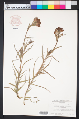 Castilleja coccinea f. coccinea image