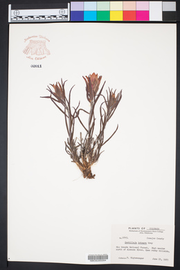 Castilleja integra image