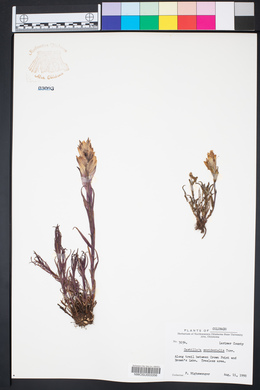 Castilleja occidentalis image