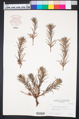 Castilleja sessiliflora image