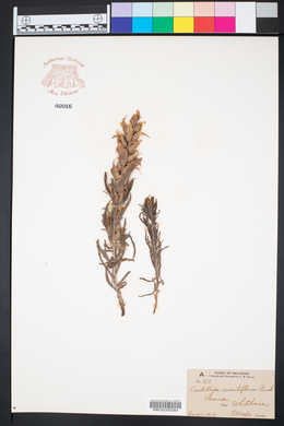 Castilleja sessiliflora image