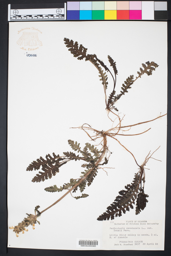 Pedicularis canadensis var. dobbsii image