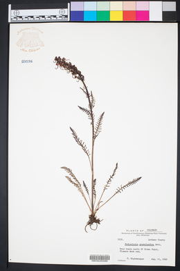 Pedicularis groenlandica image