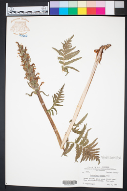 Pedicularis bracteosa image