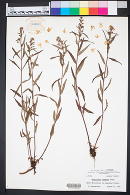 Pedicularis racemosa image