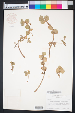 Bacopa rotundifolia image