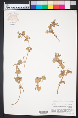 Bacopa rotundifolia image