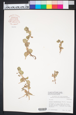Bacopa rotundifolia image
