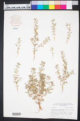 Leucospora multifida image