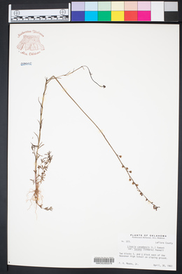 Nuttallanthus texanus image