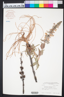 Penstemon buckleyi image