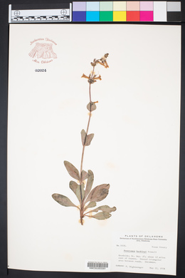Penstemon buckleyi image