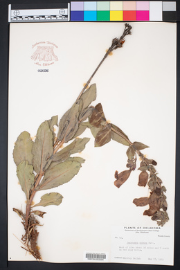 Penstemon cobaea image