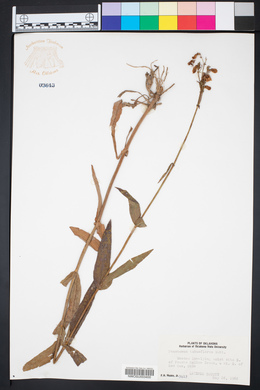 Penstemon tubaeflorus image