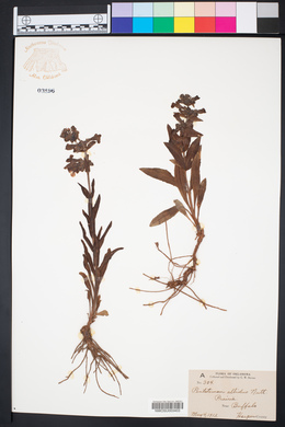 Penstemon albidus image