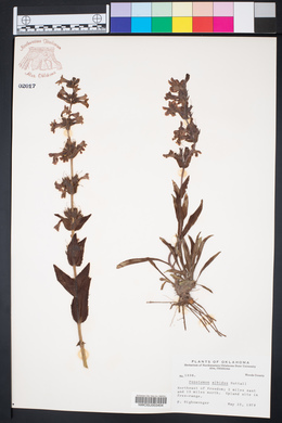 Penstemon albidus image