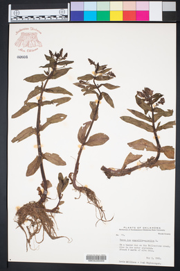 Veronica anagallis-aquatica image