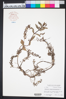 Veronica anagallis-aquatica image