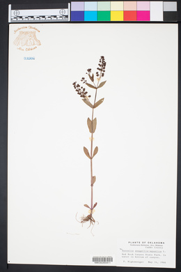 Veronica anagallis-aquatica image