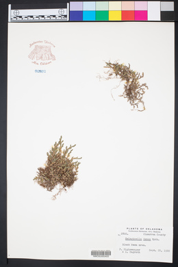 Selaginella densa image