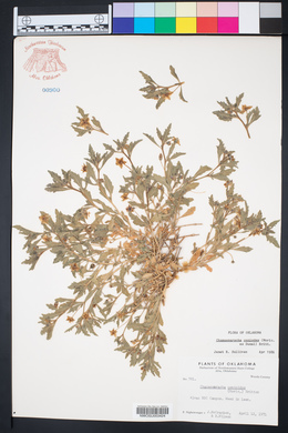 Chamaesaracha coniodes image