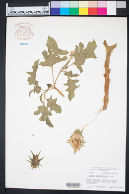 Datura quercifolia image
