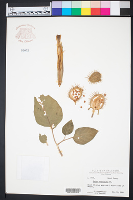 Datura meteloides image