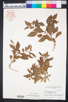 Physalis hispida image