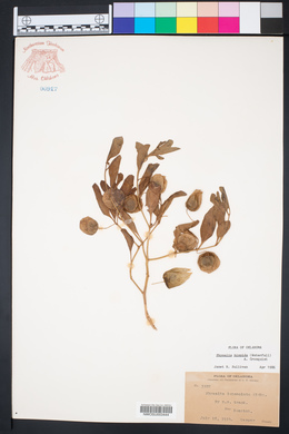 Physalis hispida image