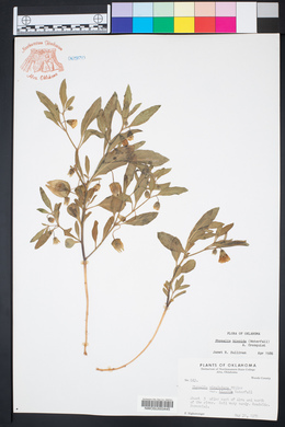 Physalis hispida image