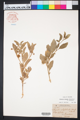 Physalis hispida image