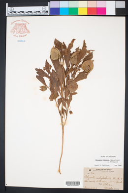 Physalis hispida image